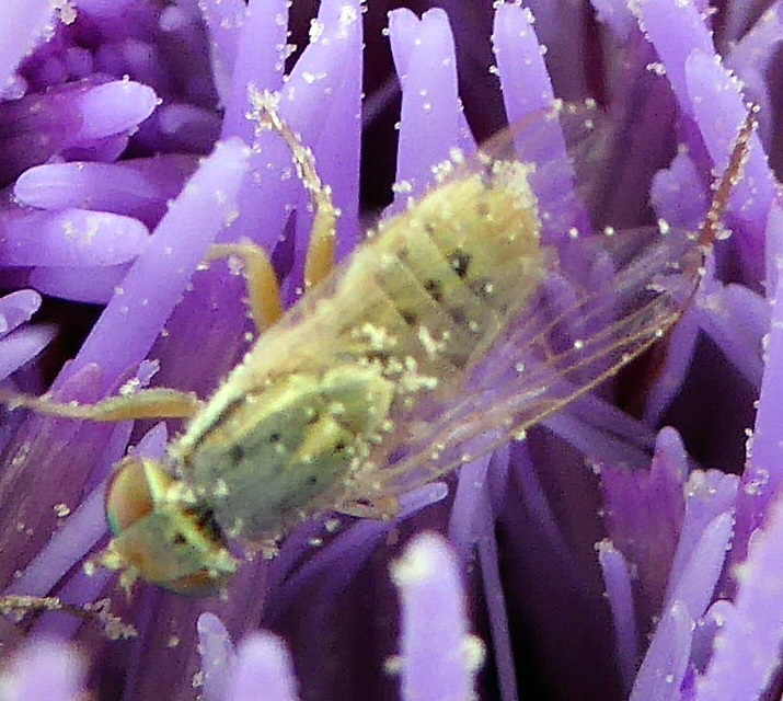 Terellia serratulae, femmina (Tephritidae)